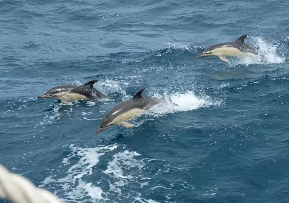 Dauphins qui accompagnent le navire