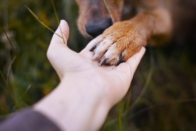 hondenpoot in mensenhand