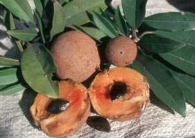 zapote chico