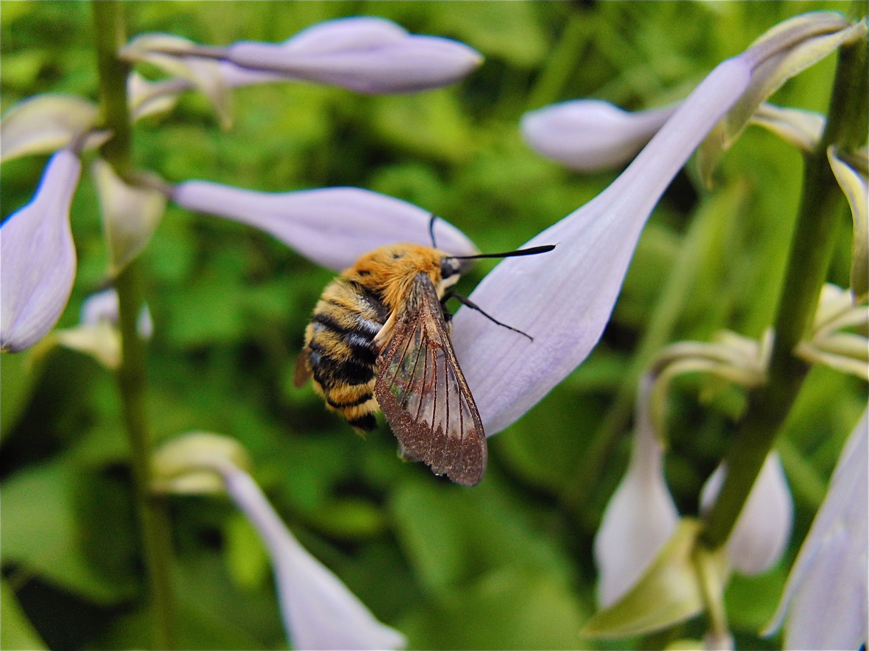 生態相互作用研究室(大橋研) 1545649697 ページ!