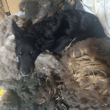 un jeune chien qui somnole sur des toisons de laine tondue