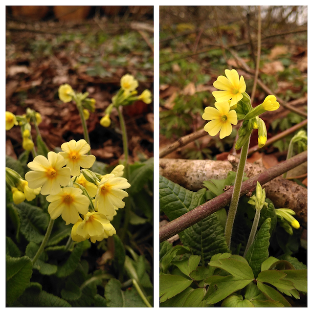 Das Liebesleben der Waldschlüsselblume