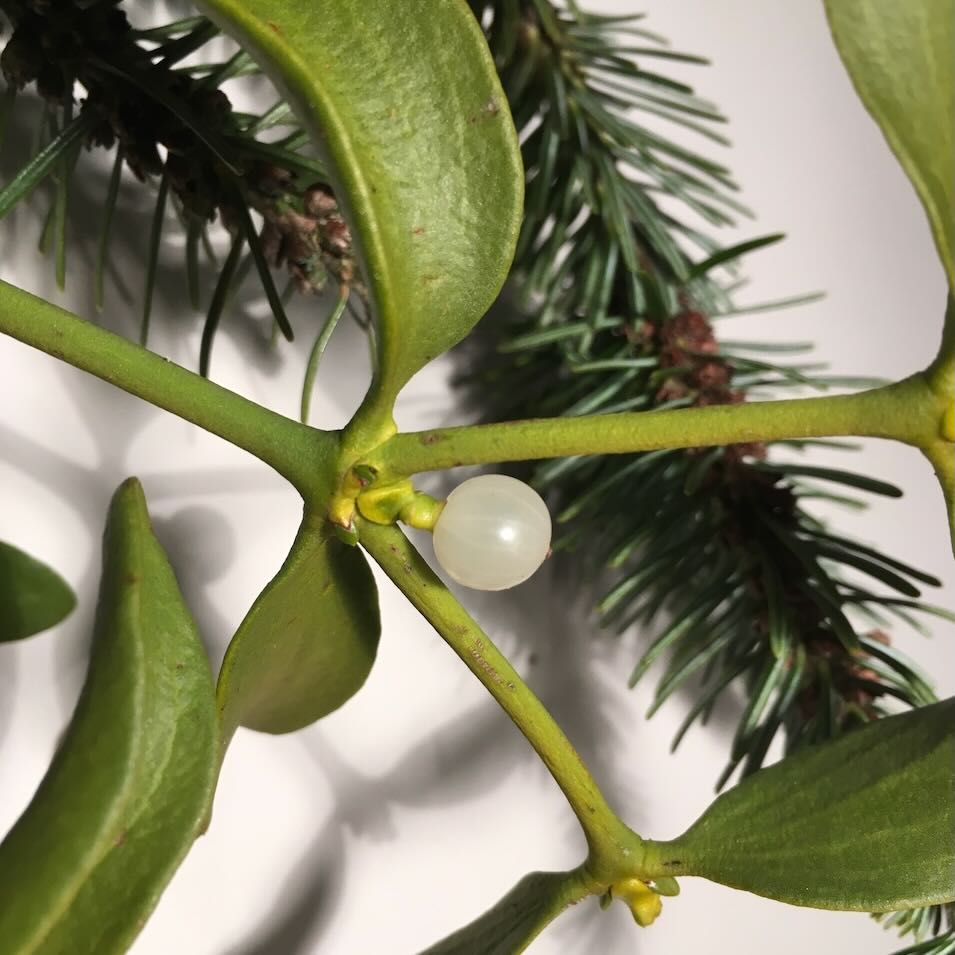 Die Mistel in 3 Raetselfragen