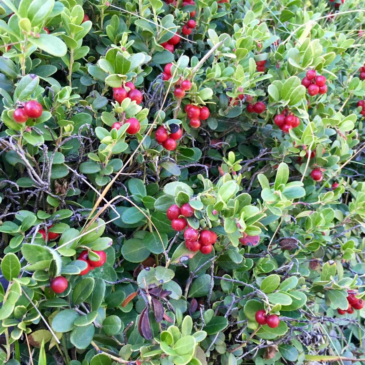Preiselbeere oder Baerentraube?