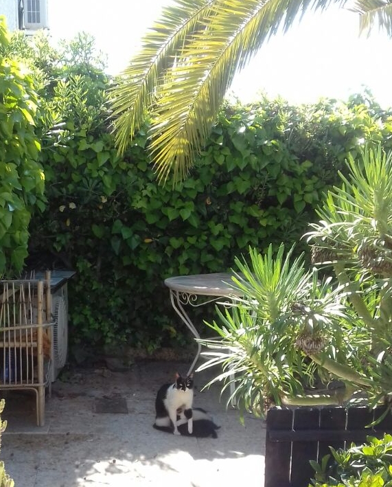 "Muddi" und die 3 kleinen Kätzchen Paulinchen, Paulchen und Paule im Nachbargarten...