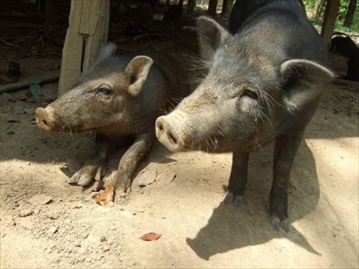鹿児島の名物「黒豚」と「薩摩地鶏」～鹿児島の観光にお越しの際には【鳥将軍】へ～