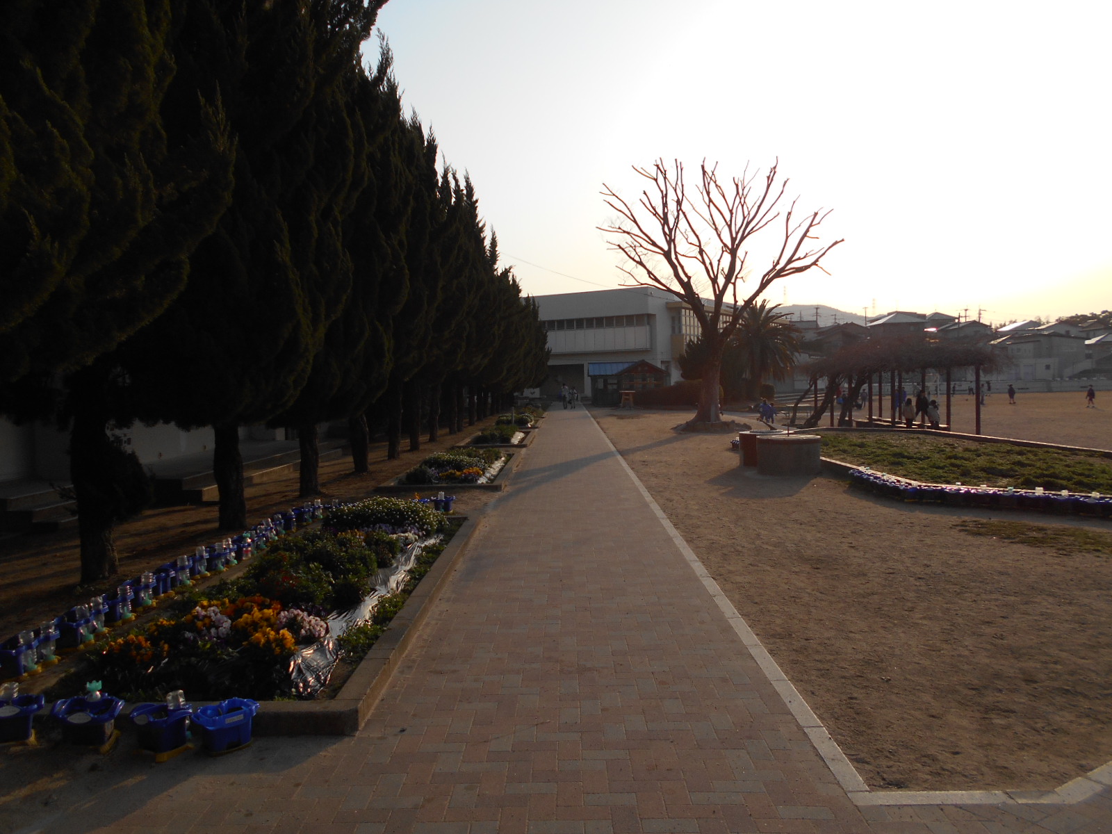 本館前の花の道