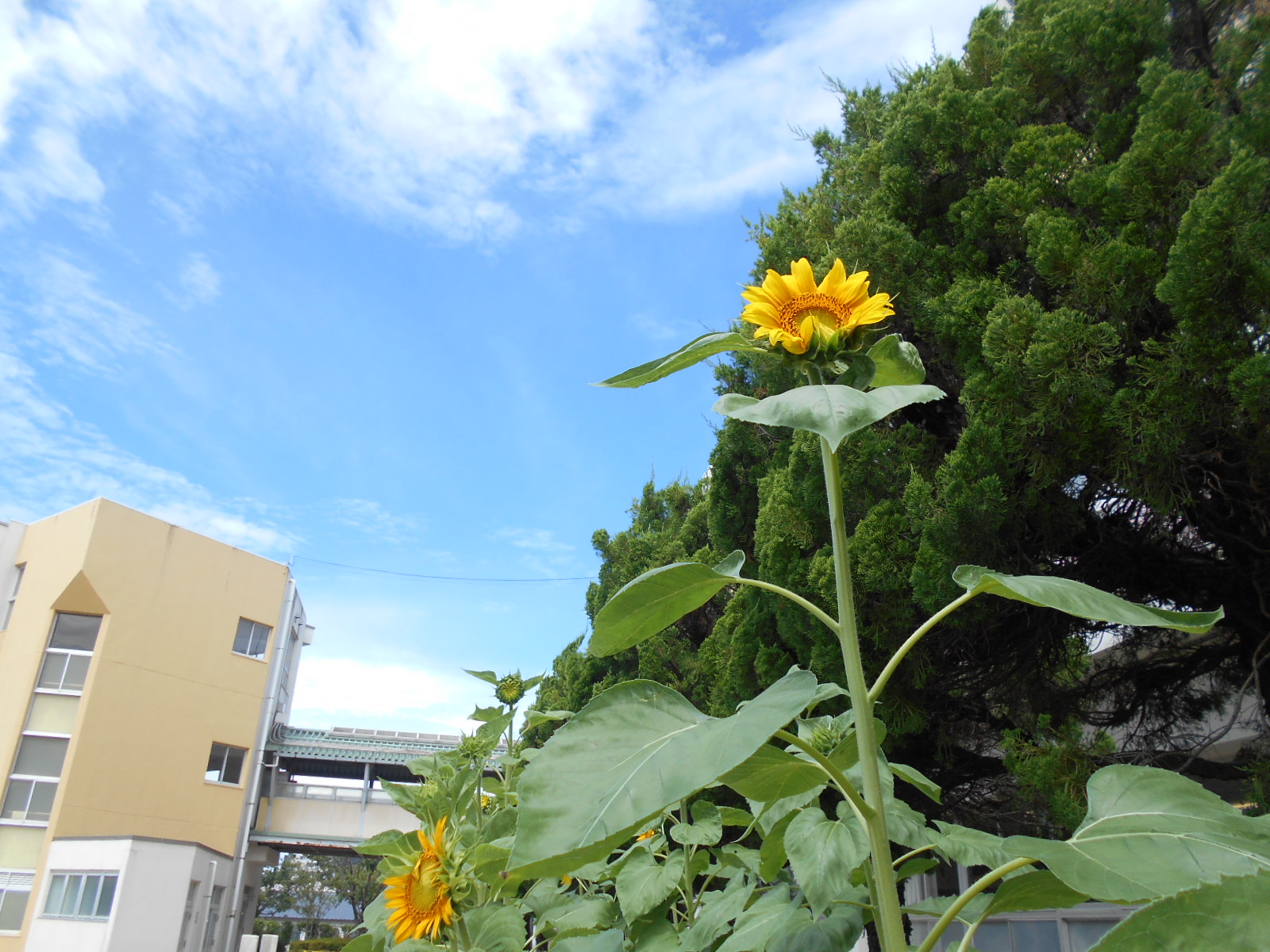 空に向かって