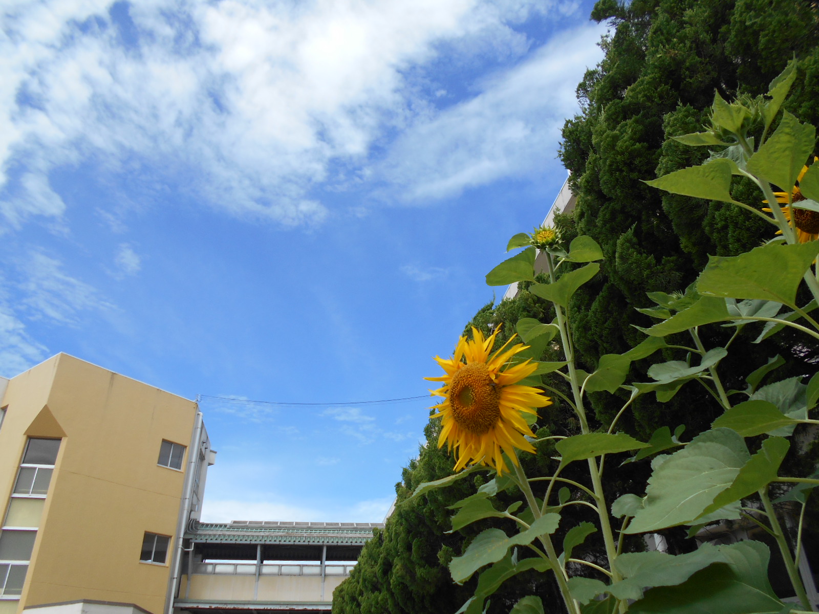 夏　3年生のヒマワリ