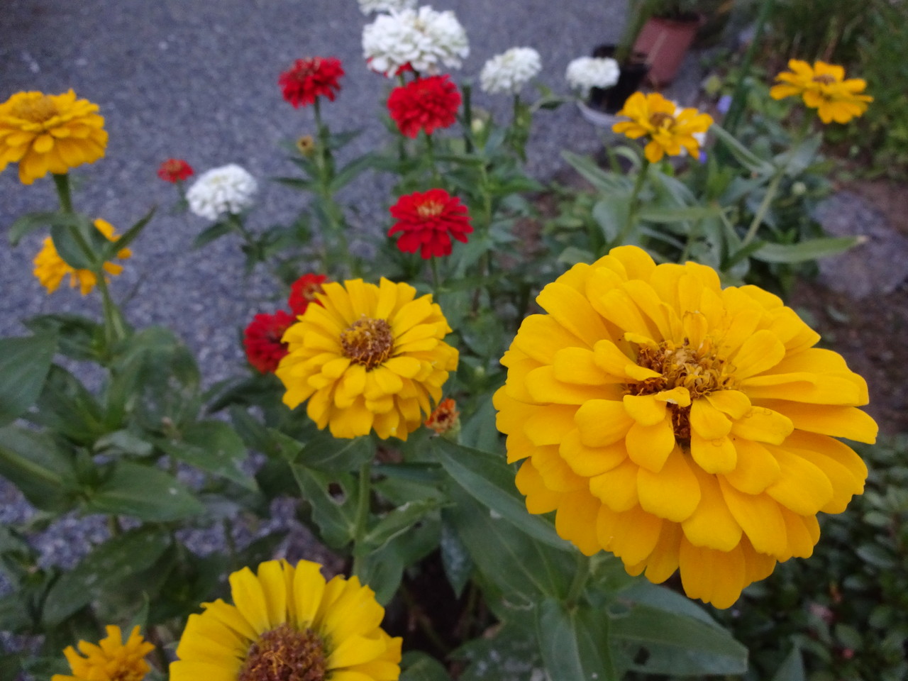 ジニア エレガンス アロマサロン シルフィード