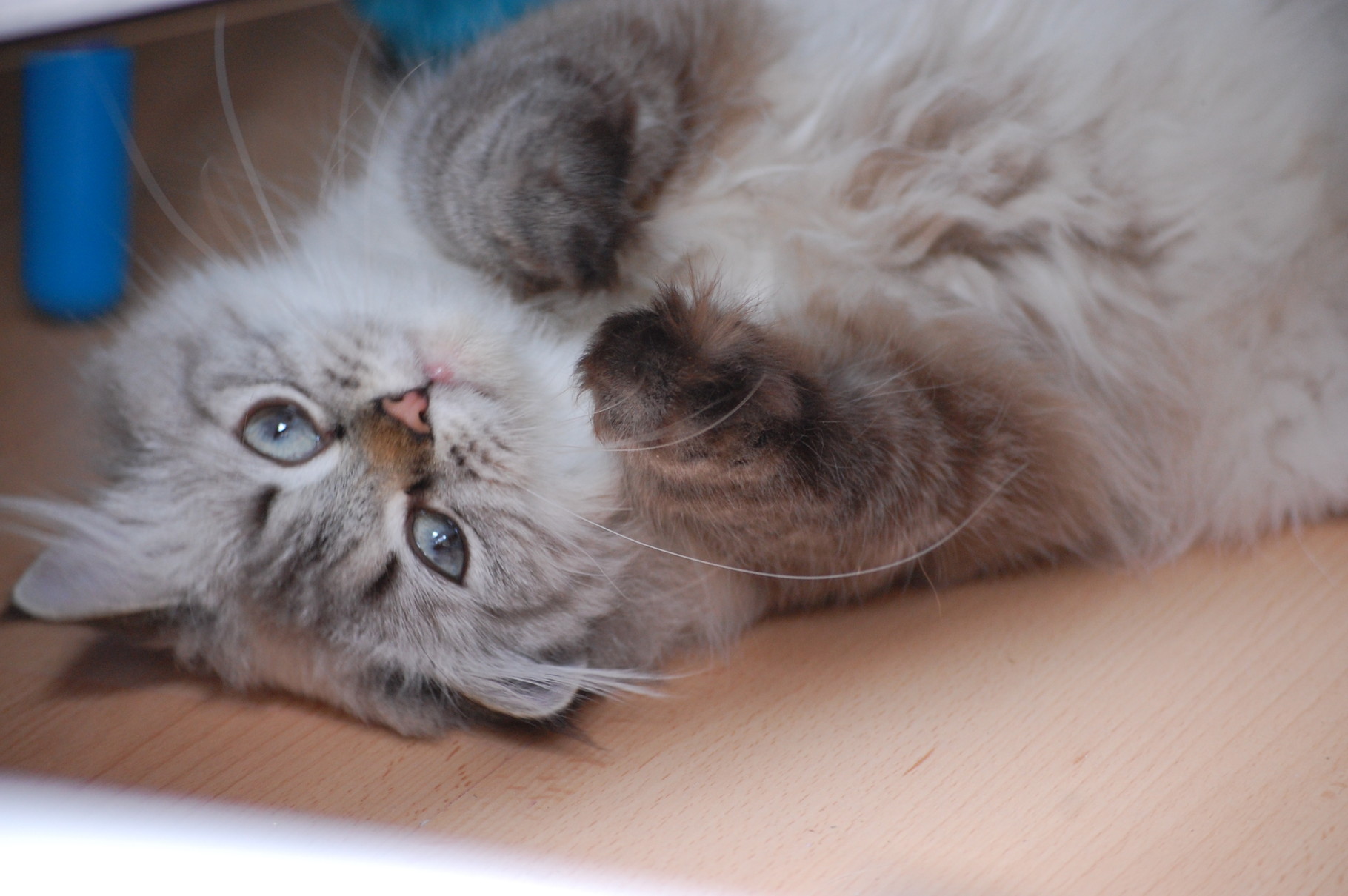 Kosten Bkh Potsdam Berlin Pink Callas Pink Callas