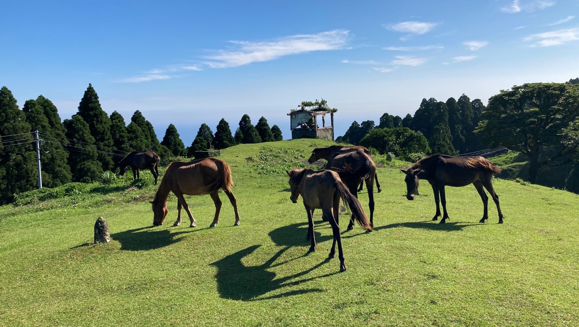 動物臨床繁殖学 獣医繁殖学 第4版 | 中尾 敏彦, 津曲 茂久, 片桐 成二 |本