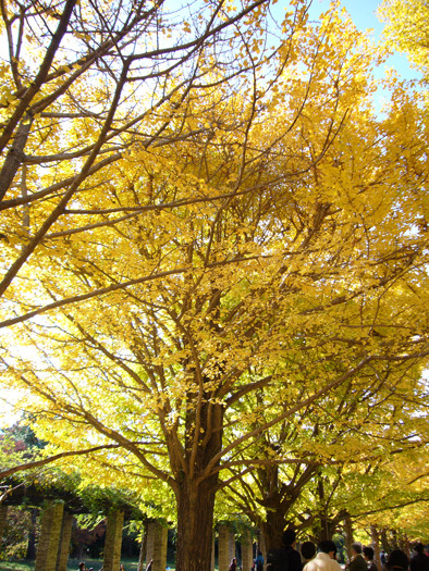 昭和記念公園