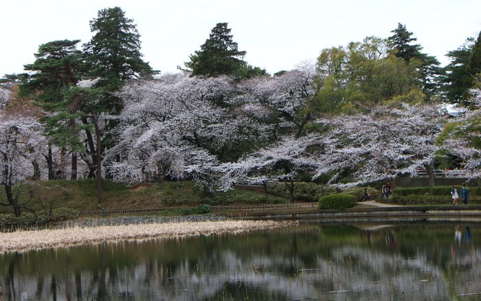 大宮公園 桜