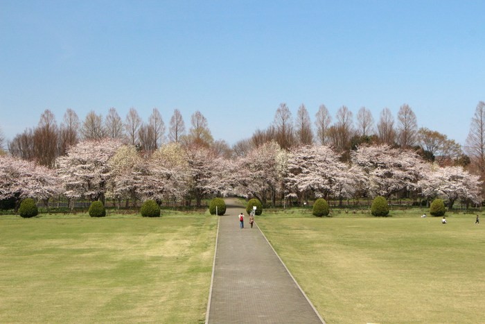 市民の森 桜