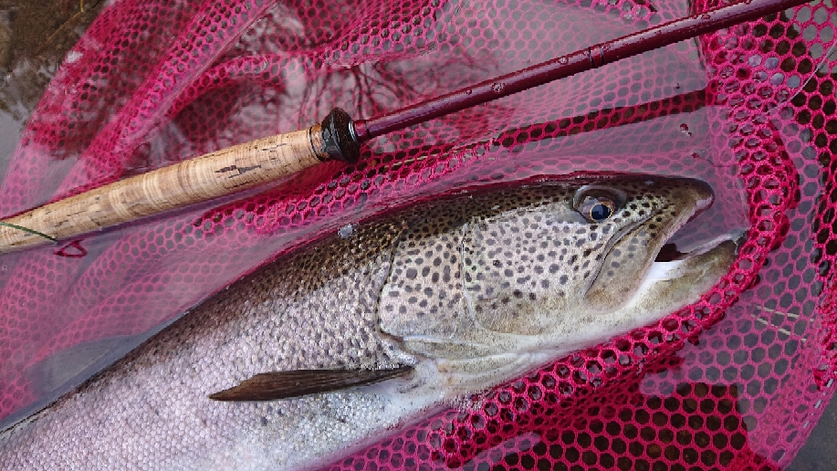 TS-design Rod - fly-taka55 ページ！