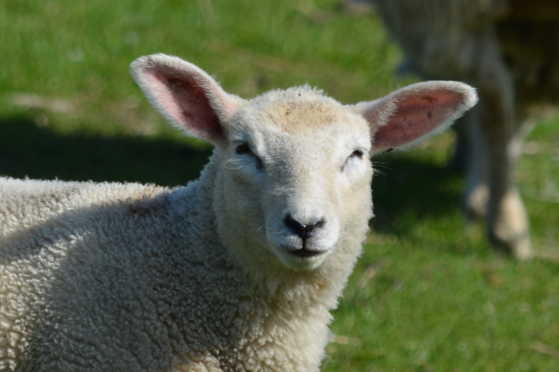 Schafe 8