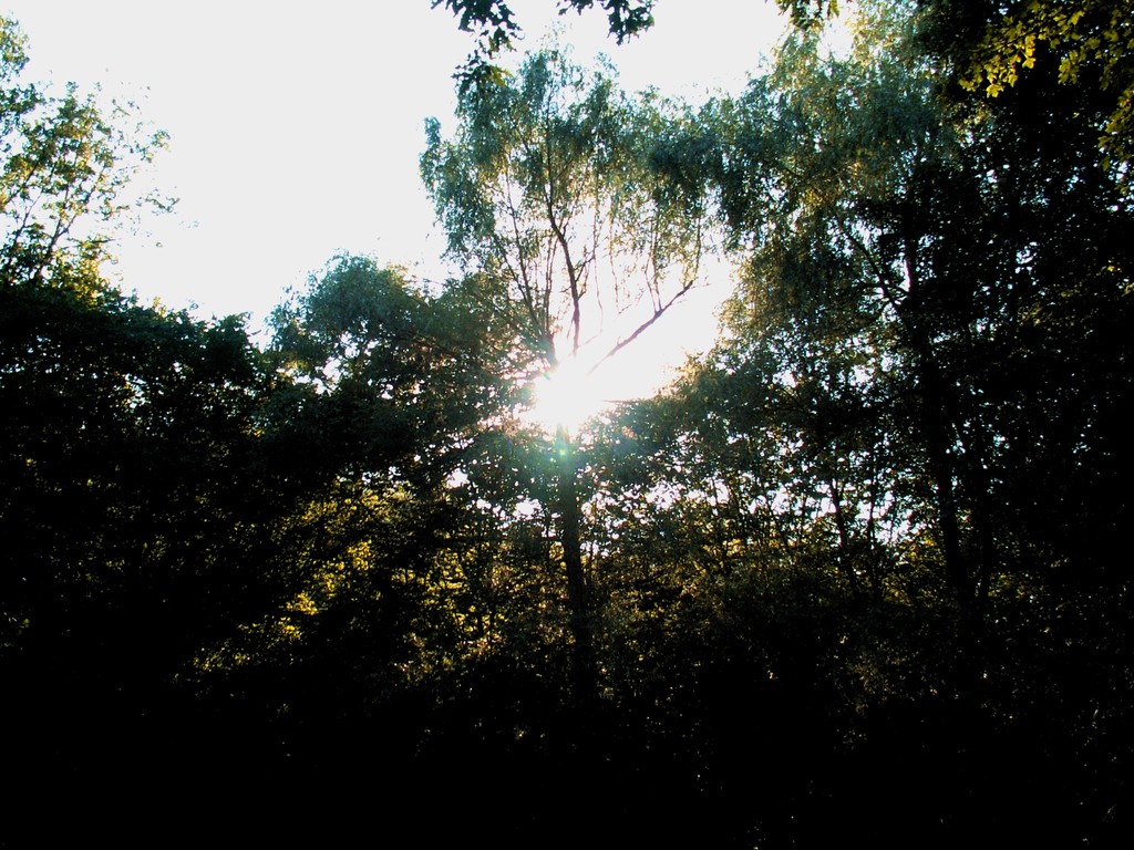 Valmeronte (PG) - Sole fra gli alberi