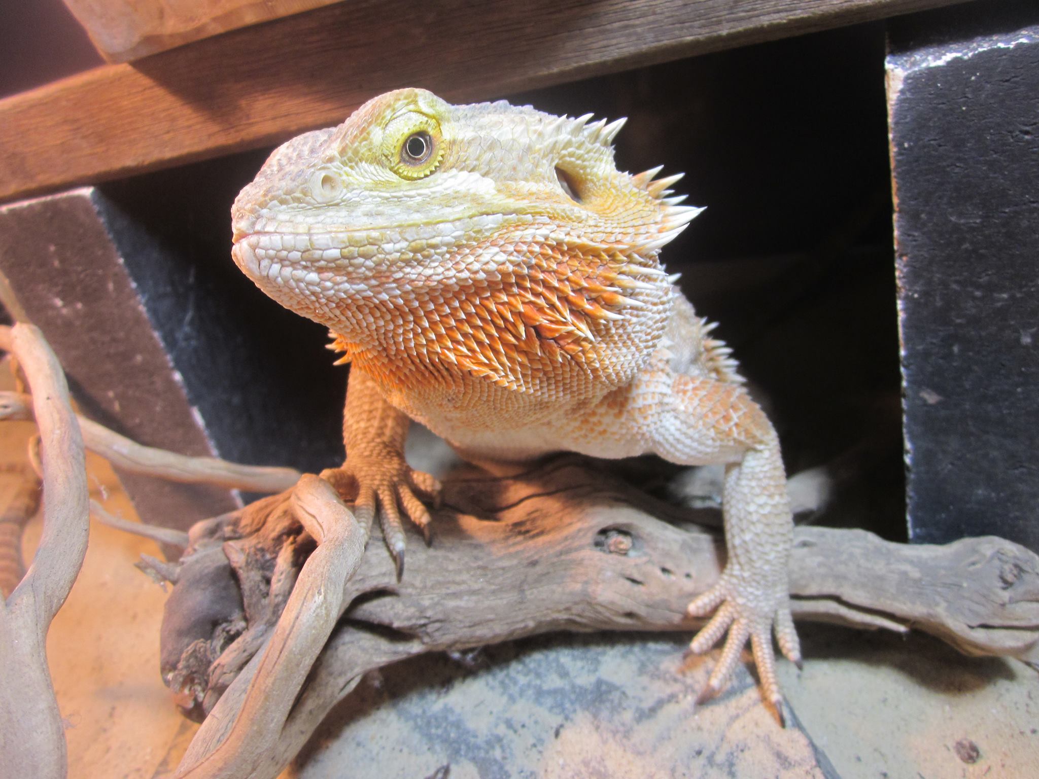 Gymnastiek Sloppenwijk Opmerkelijk De baardagaam / Pogona Vitticeps - Dragon Dronten: Alles met exoten!