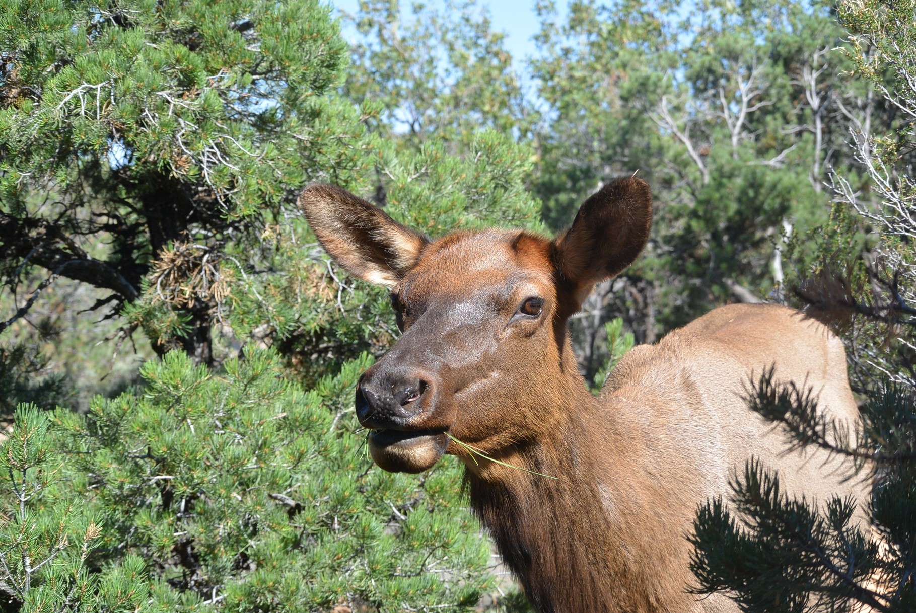 Elk (élan)