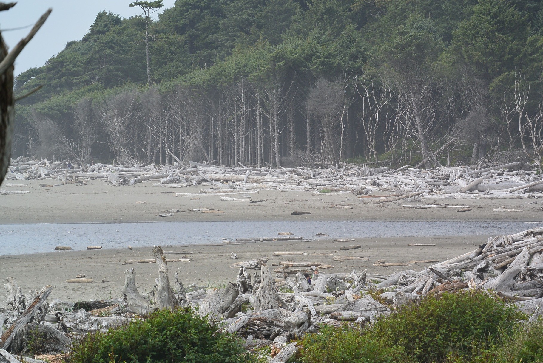 Kalaloch