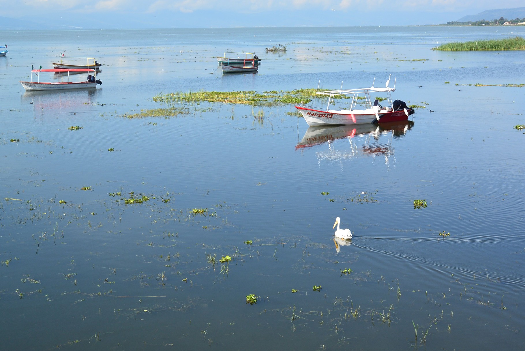 laguna de Chapala