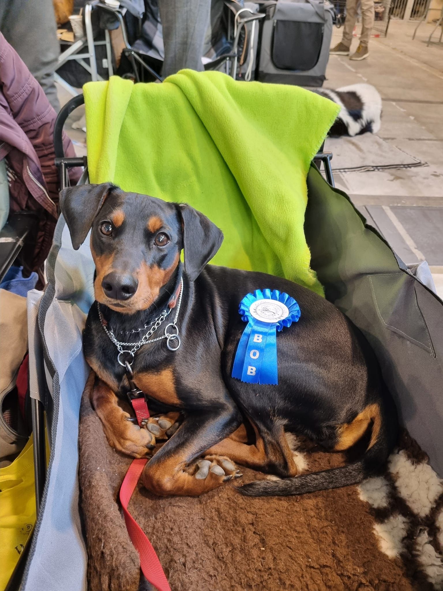 Aktuelles 2024 Pinscher vom Sylbachtal, Pinscher, Welpen, Pinscherzucht