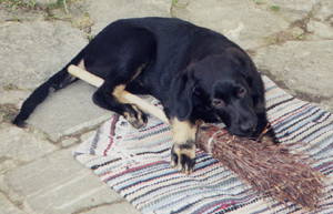 Hundekind Momo