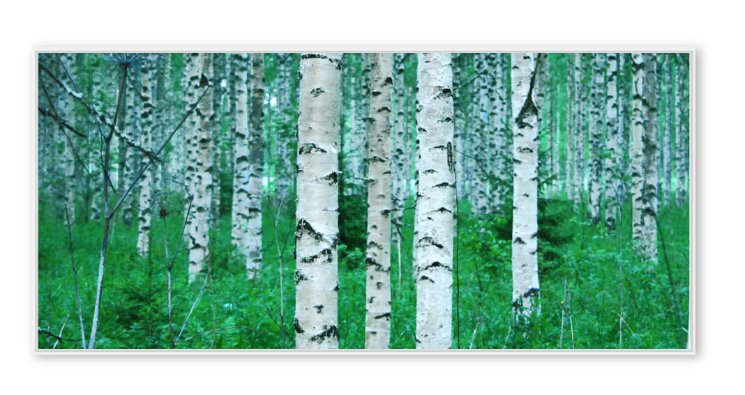Birken-Lehtinen-1004-001 Finland
