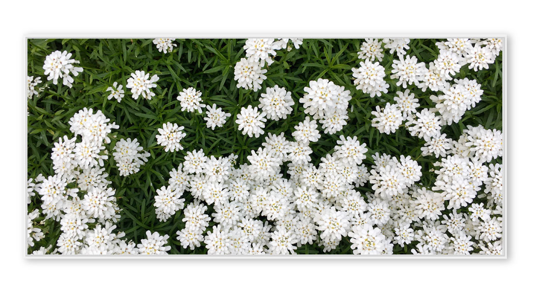 Weisse Blumen 010