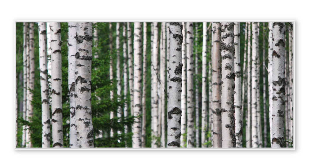 Birken-Lehtinen-0969-01 Finland