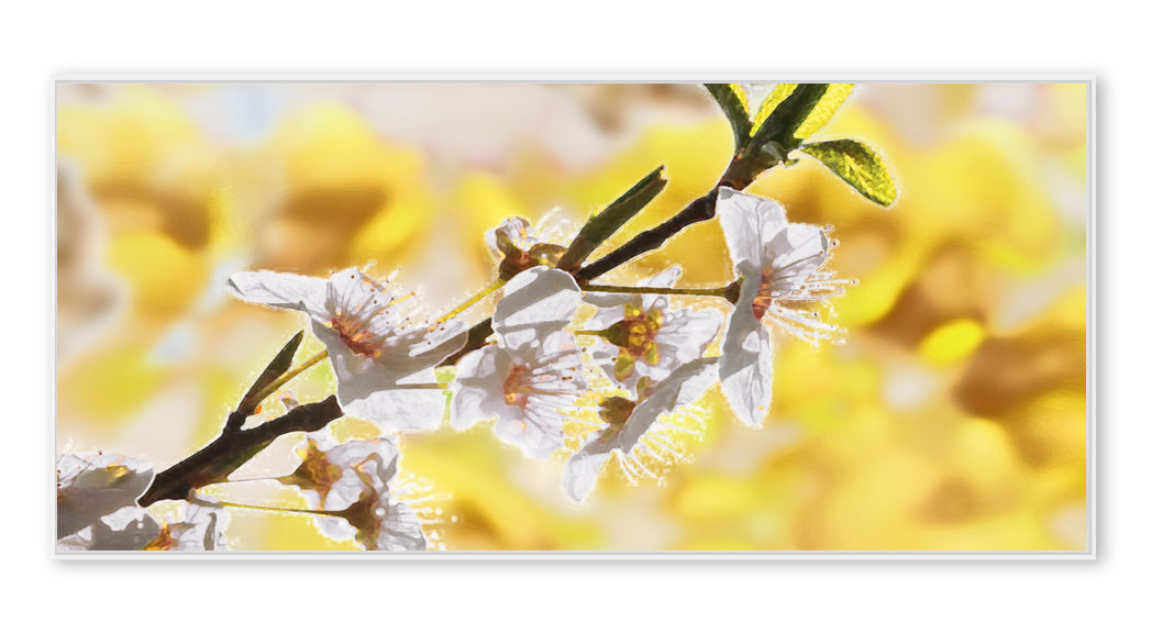 Kirschblüten-06-gelb