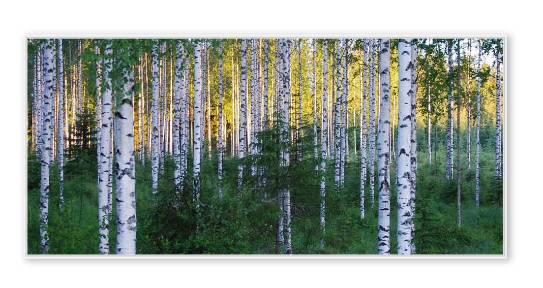 Birken-Lethinen-676-001 Finland