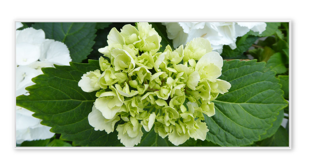 Hortensie-P1060144
