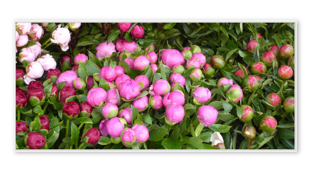 Pfingstrosen-203-P1220479