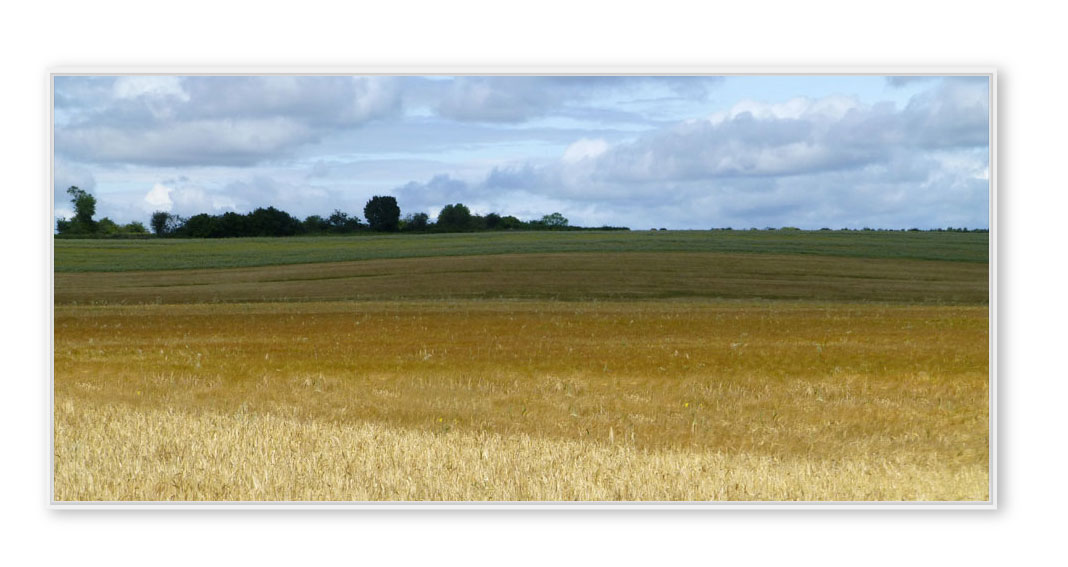 Kornfeld-001