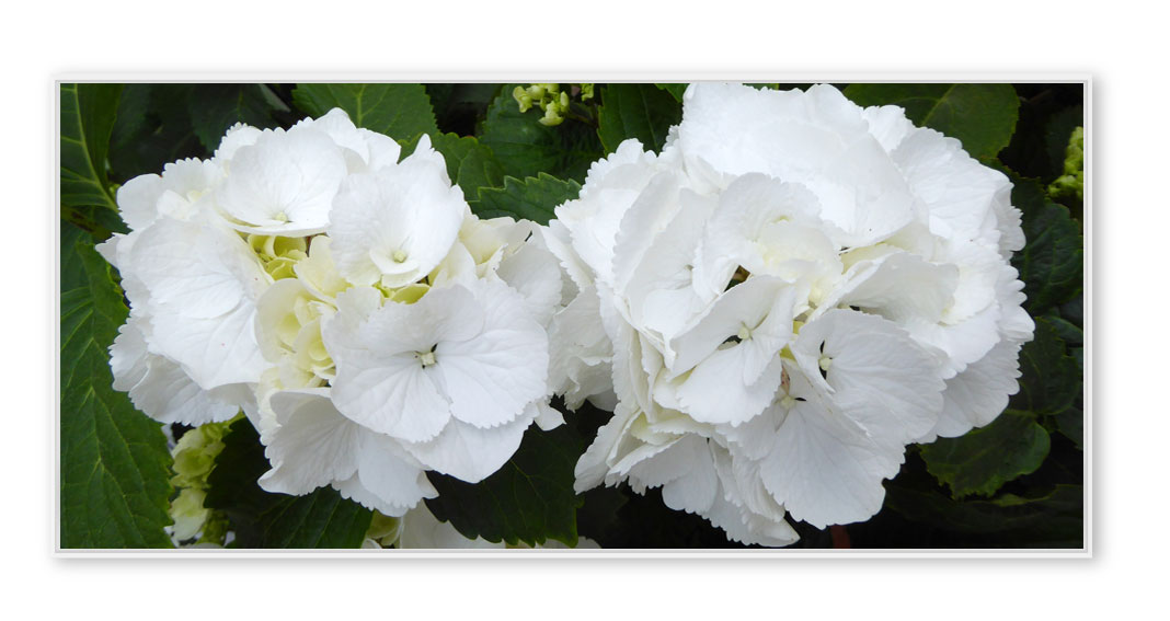 Hortensie-P1060135