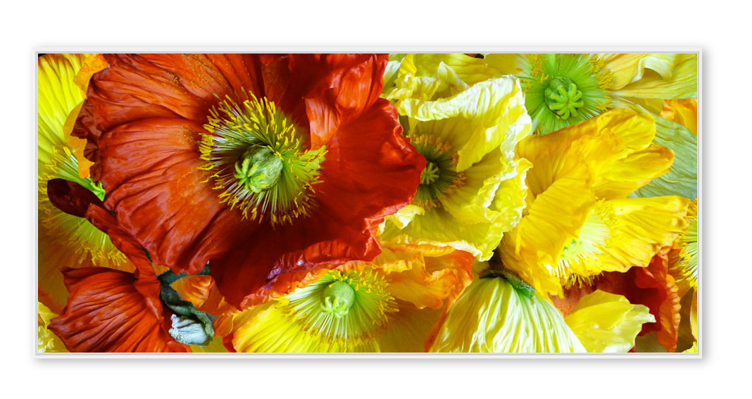 Mohn 102