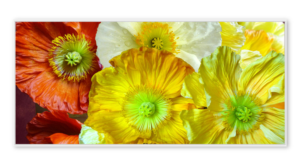 Mohn 101
