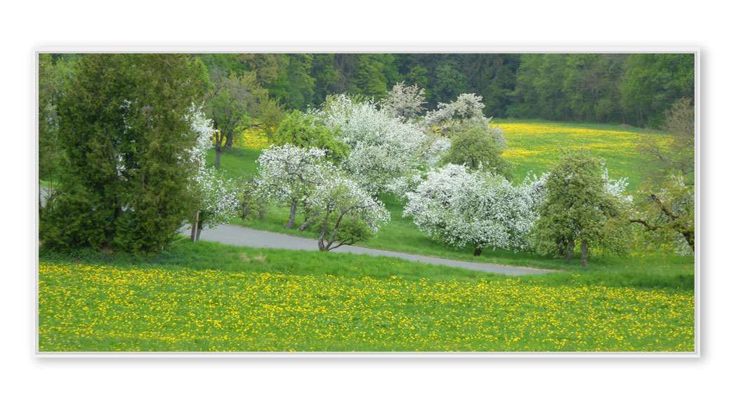 Prölsdorf Wiese