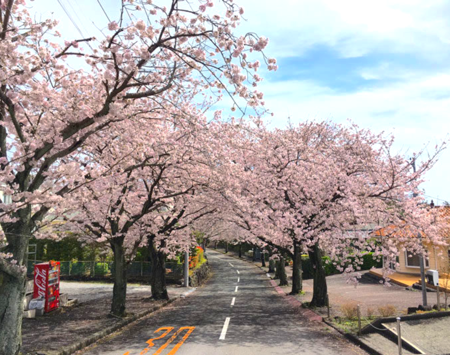城ケ崎の美しい桜並木（見頃3月下旬～4月中旬）[徒歩6~10分] 