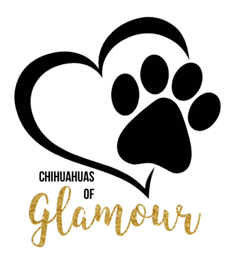 Chihuahua Schweizer Zucht Chihuahua Kaufen Schweiz Zurich Hundezuchter Schweiz Chihuahuas Of Glamour Chihuahua Aus Schweizer Zucht Chihuahua Welpen Kaufen Aus Der Schweiz