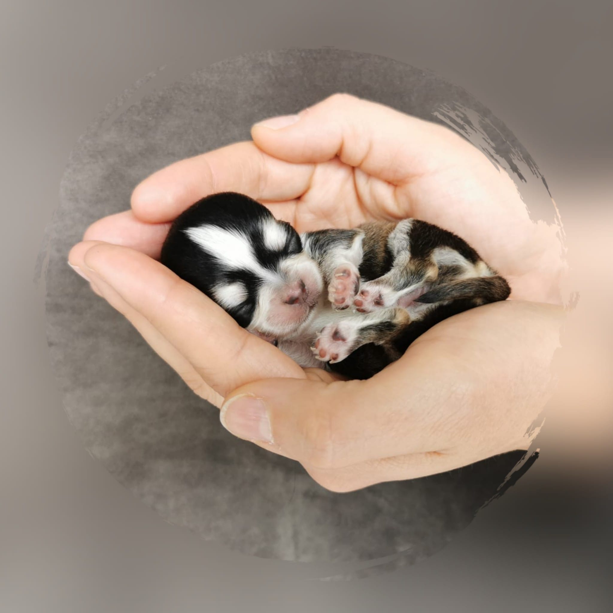 chihuahua schweizer zucht chihuahua kaufen schweiz zurich hundezuchter schweiz chihuahuas of glamour chihuahua zucht schweiz chihuahua welpen kaufen schweiz