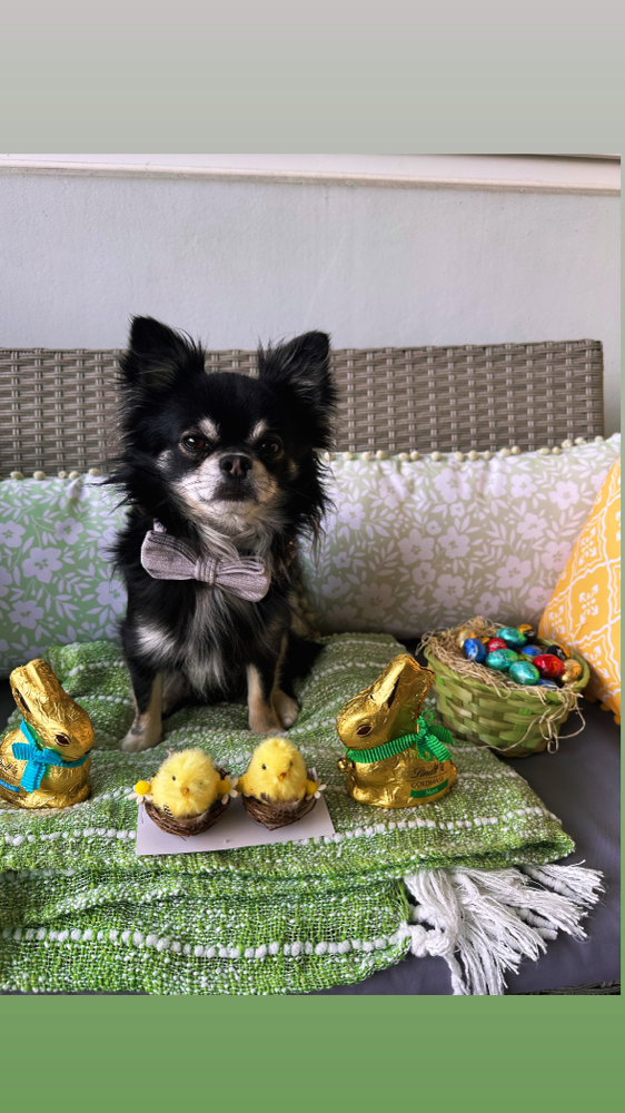 Jax of Glamour