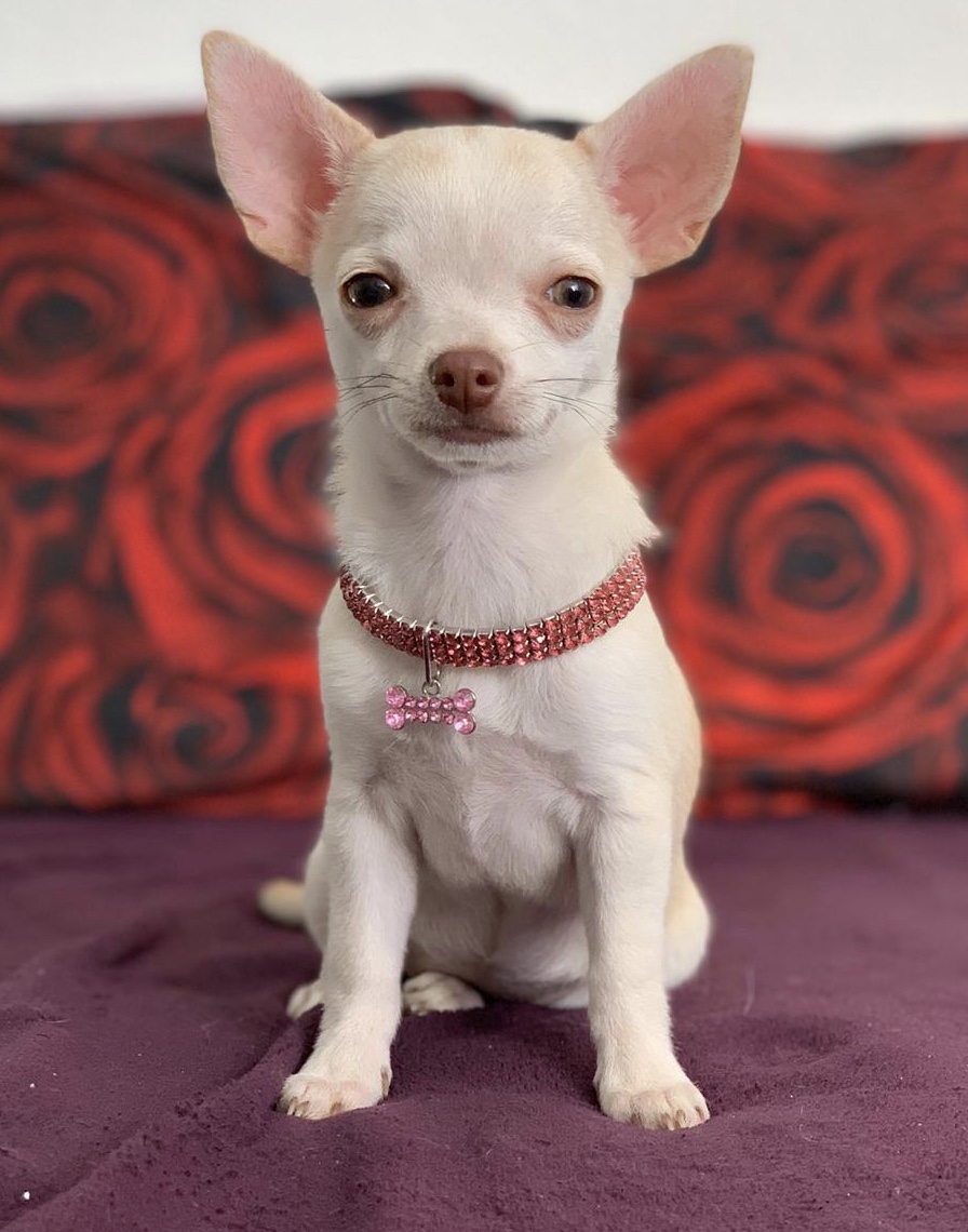 Chihuahua Schweizer Zucht Chihuahua Kaufen Schweiz Zürich