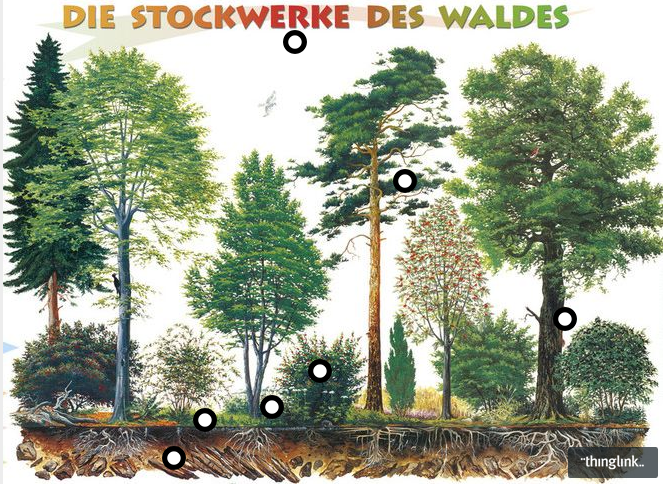 Die Stockwerden des Waldes