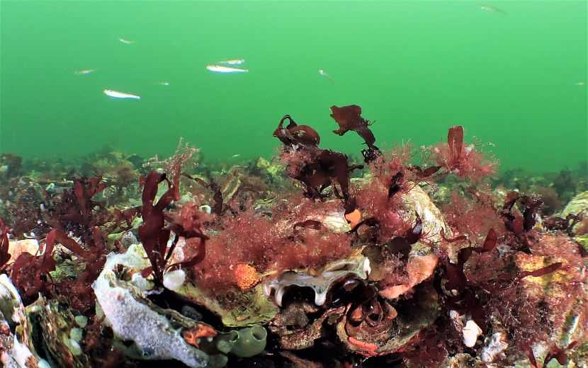 Grevelinger Meer in Holland - September 2020 - Tauch- und Reisefotos