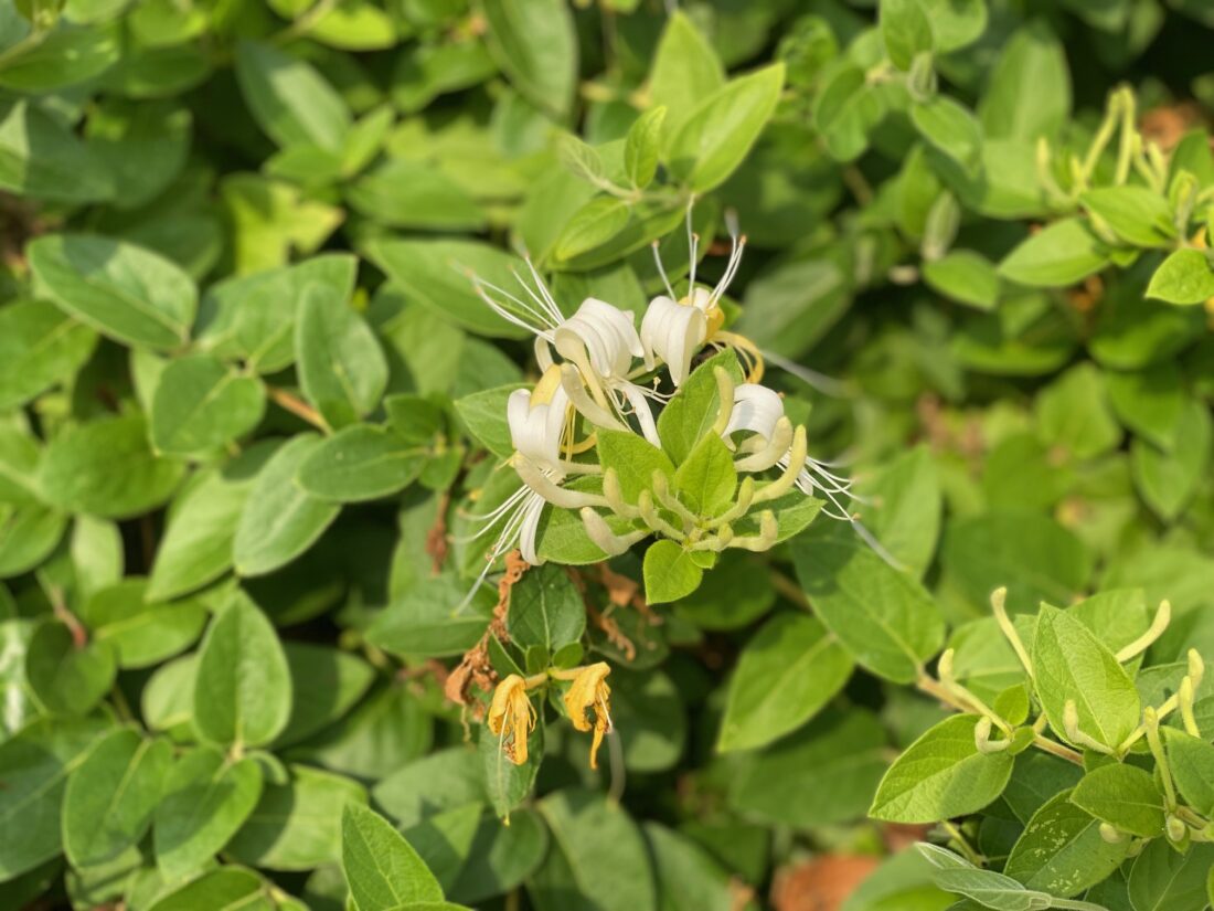 白ワインの香り表現に使われるスイカズラの花