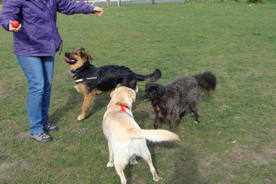 3 Hunde warten darauf, dass ein Ball geworfen wird.