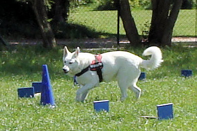 Weißer Schäferhund läuft um eine Pylone herum.
